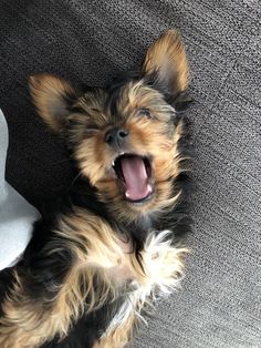 a small brown and black dog laying on top of a gray couch with its mouth open