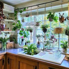 a kitchen filled with lots of potted plants next to a window covered in windowsills