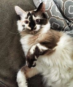 a cat sitting on top of a couch next to a blanket