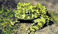 a close up of a small green frog with moss growing on it's back