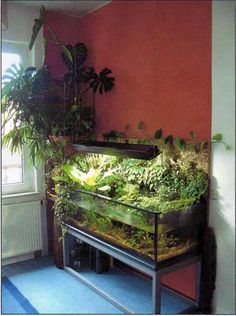 an indoor terrarium with plants and other things in it's display case on a blue floor