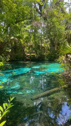 the blue pool is surrounded by trees and plants in the woods, with clear water running through it