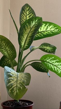 a potted plant sitting on top of a wooden table