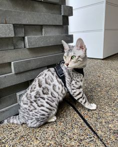 a gray and white cat wearing a black leash sitting on the ground next to a wall