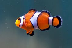 an orange and white clown fish swimming in the water