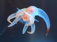 a white and orange fish floating on top of blue water with its tail curled up