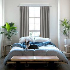 a black and white cat laying on top of a bed in a room with windows