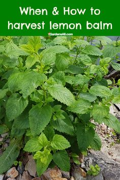 a close up of a plant with the words when & how to harvest lemon balm