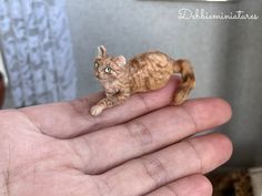 a tiny cat sitting on top of someone's hand