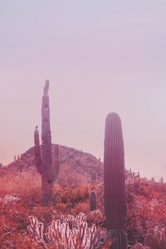 the desert is full of cacti and cactus plants