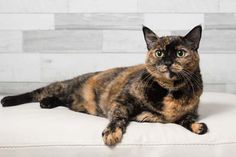 a cat laying on top of a white bed next to a brick wall and floor