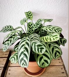 a potted plant sitting on top of a wooden table