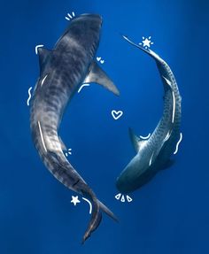 two large sharks swimming side by side in the ocean with hearts drawn on their backs