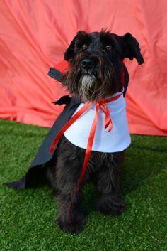 a small black dog wearing a white and red dress on grass with a pink backdrop