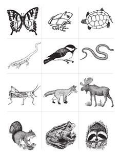 an image of different animals that are in black and white on the same page,