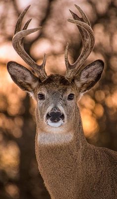 a close up of a deer with antlers on it's head and trees in the background