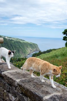 two cats standing on top of a stone wall next to each other near the ocean