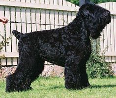 a large black dog standing on top of a lush green field next to a person