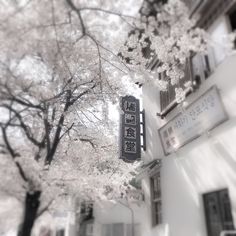 a black and white photo of a street sign in front of some trees with blossoming branches