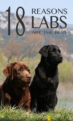 There are so many reasons to own a Labrador. They make great pets, and wonderful companions in life. We take a look at why this is. Labrador Retriever Facts, Labrador Retriever Training, Labrador Yellow, Labrador Noir, Chocolate Labrador Retriever, Black Labrador Retriever, Popular Dog Breeds, Most Popular Dog Breeds, Labrador Retriever Puppies