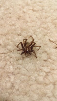 a brown spider sitting on top of a white carpet next to two small black bugs