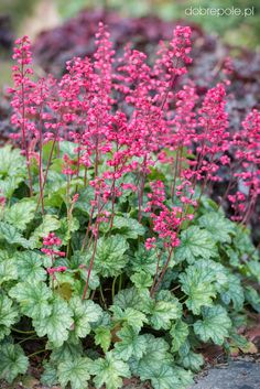 pink flowers are growing in the garden next to green leaves and purple planters on the ground