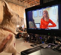 a small white dog sitting in front of a tv screen with a woman on it