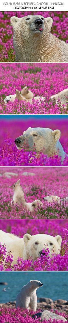 four polar bears in the wild with pink flowers