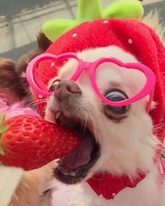 a small dog wearing heart shaped glasses holding a strawberry