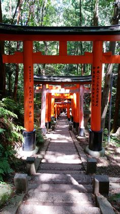 an orange torimi in the middle of a forest