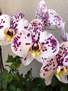 two white and purple orchids with green leaves in front of a stucco wall behind them