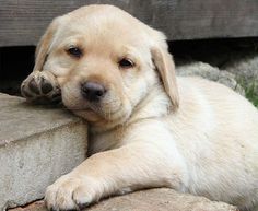 a dog with a clown hat on its head is laying next to a stone wall