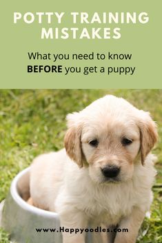 a puppy sitting in a bowl with the words potty training makes what you need to know before you get a puppy