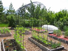 an outdoor garden area with various plants and vegetables in the ground, surrounded by trees