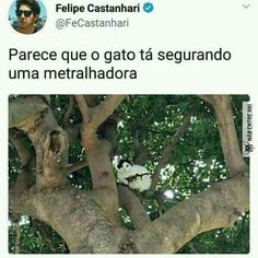 a panda bear in a tree with the caption'peace que o gato ta segurrado um metalhadora '