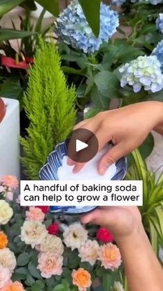 two hands holding a plate with flowers in the background and text that reads, a handful of baking soda can help to grow a flower