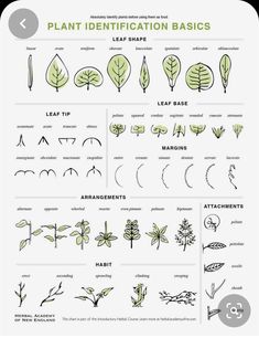 the plant identification basics for different types of plants and their leaves are shown in this diagram