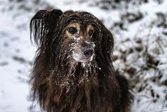 a brown and black dog standing in the snow