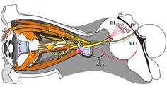 Research Identifies Mechanism Responsible For Duane Syndrome, An Eye Movement Disorder. In conditions such as Duane Syndrome, the signalling breaks down and the nerve cells are unable to distinguish between a signal of attraction or repulsion. As a result, the nerves that control eye movements grow to the wrong muscles causing limited or complete loss of eye movement. Boston Childrens Hospital, A Frames, Eye Movement, Glasses Prescription, Prescription Glasses Frames, Nerve Cell, Childrens Hospital, Eye Health, Kids Health