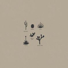 four different types of cactus plants on a beige background with the words, plant life