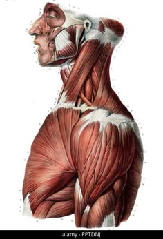 an illustration of the back muscles in a human body - stock photo