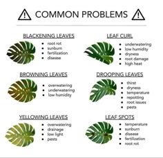 the different types of common problems in plants