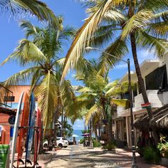 palm trees and surfboards line the street in front of shops on an oceanfront