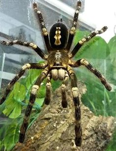 a large spider sitting on top of a rock