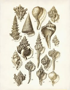 an old book with different types of sea shells