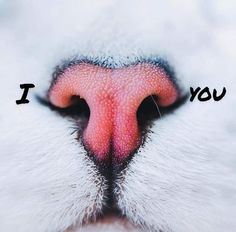 a cat's nose with the words i love you written on it