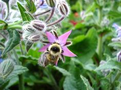 a bee sitting on top of a pink flower next to green leaves and purple flowers