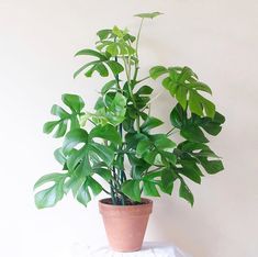 a potted plant sitting on top of a white cloth covered table next to a wall