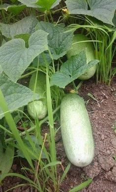 cucumbers are growing in the garden with green leaves and dirt on the ground