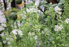 some white flowers and green leaves in a garden